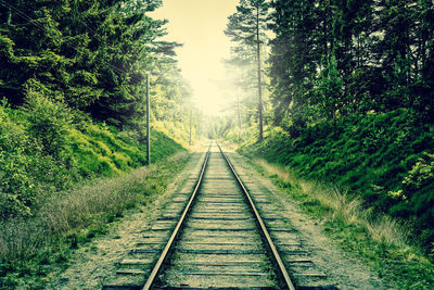 Surface level of railway tracks along trees