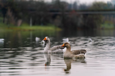 Geese swimming in lake