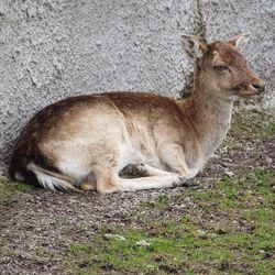 Side view of deer