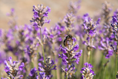 Striped bumblebees and bees collect nectar and pollinate purple lavender flowers