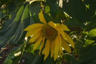 plant