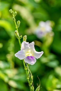 Close-up of purple flowering plant