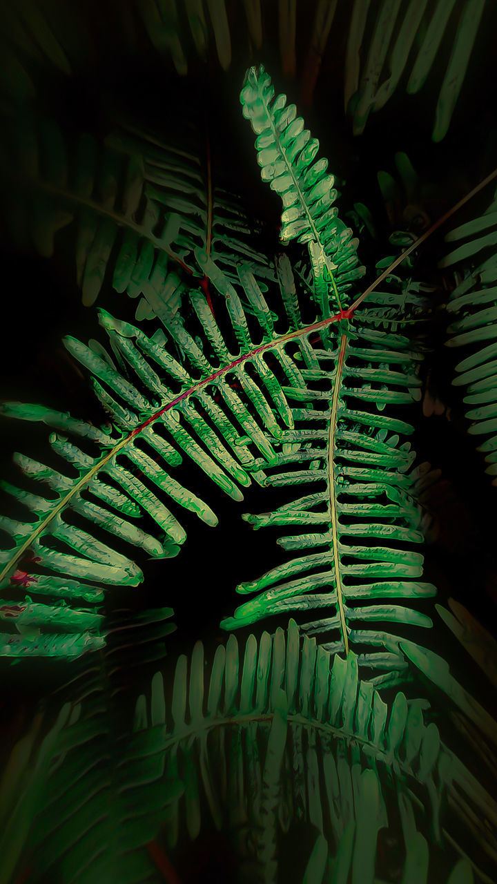 CLOSE-UP OF FERN LEAVES ON TREE
