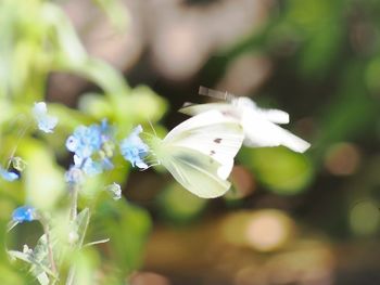 flowering plant