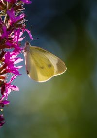 Close-up of butterfly pollinating flower