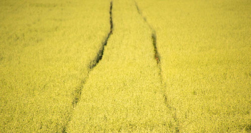 High angle view of yellow shadow on field