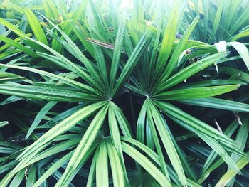 Full frame shot of plants