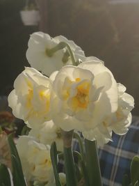 Close-up of white flowers blooming outdoors