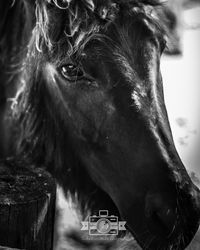 Close-up of horse