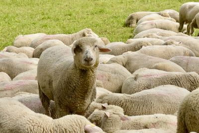 Portrait of sheep relaxing in farm