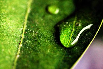 Close-up of green leaves