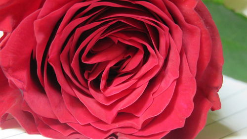 Close-up of red rose blooming outdoors