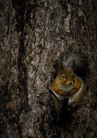 Close-up of squirrel on tree trunk