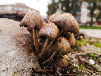 Close-up of mushrooms growing on field