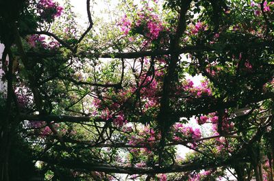 Low angle view of pink flower tree