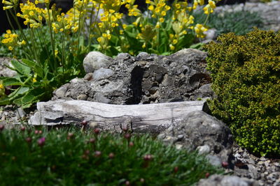 Close-up of plants on field