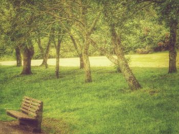 Trees on grassy field