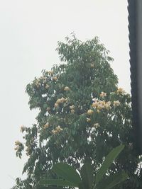 Low angle view of tree against clear sky