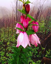 Close-up of pink flowers