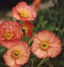 Close-up of pink flowers