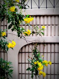 Close-up of yellow flowers blooming in park