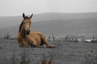 Brown horse sitting on field