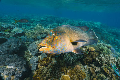 Close-up of fish swimming in sea