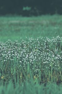Close-up of plants growing on land
