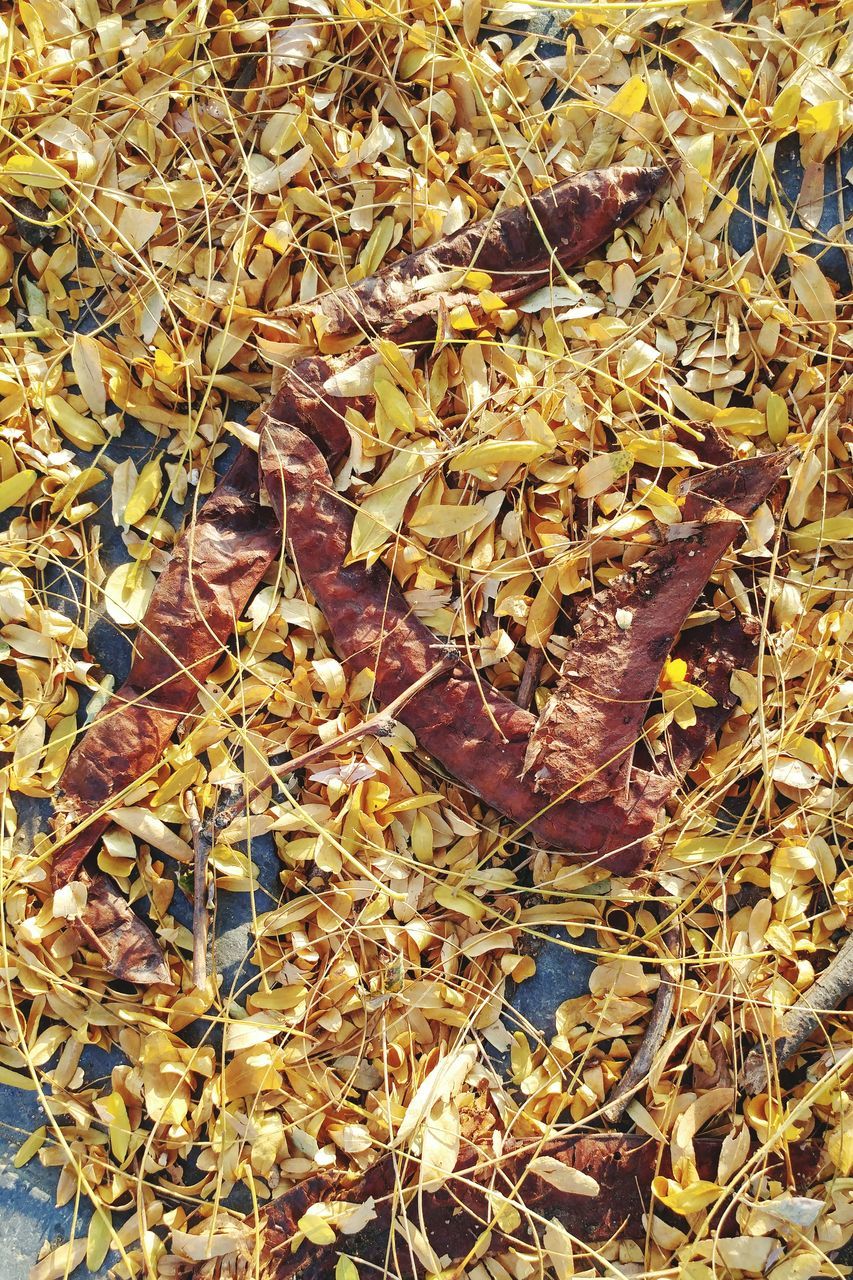 FULL FRAME SHOT OF DRIED AUTUMN LEAVES ON GROUND