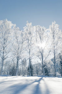 Snow covered road amidst trees against sky