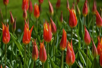 Close-up of red flowering plants on field