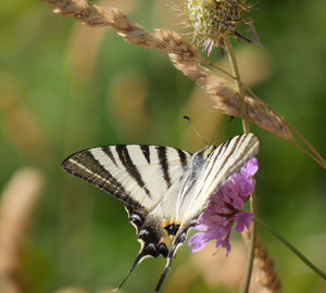 Close-up of butterfly pollinating on flower