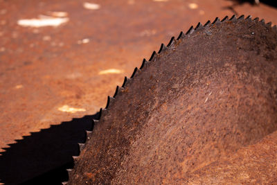 Close-up of circular saw