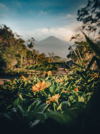Scenic view of flowering plants on field against sky