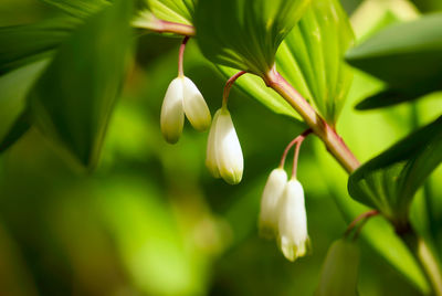 Close-up of white flowering plant