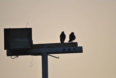 Low angle view of silhouette bird perching on pole against clear sky