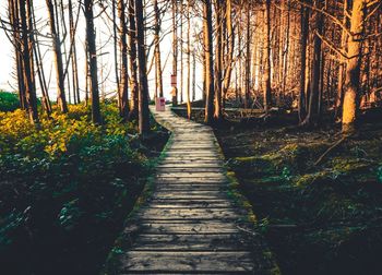 Footpath amidst trees in forest