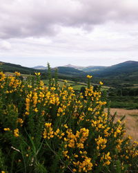 Scenic view of yellow flowers against cloudy sky