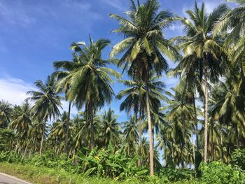 Low angle view of coconut palm trees against sky