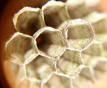 Close-up of dried plant