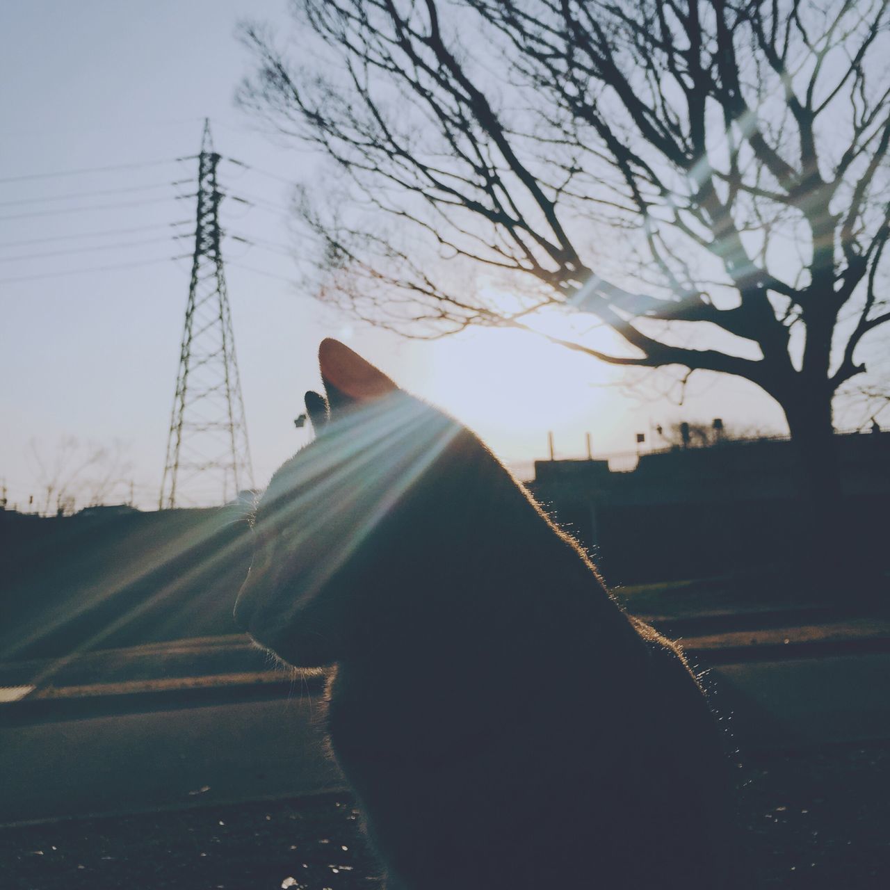 silhouette, lifestyles, leisure activity, tree, rear view, sky, men, transportation, technology, sunlight, road, electricity pylon, person, connection, clear sky, standing, outdoors, unrecognizable person