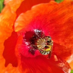 Close-up of insect on red flower