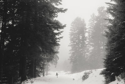 Person amidst trees on snow covered field