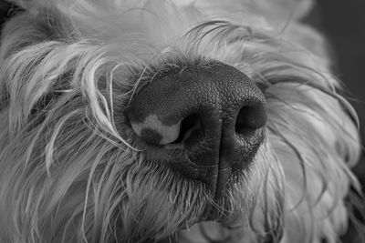 Close-up of dog