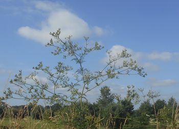 plant