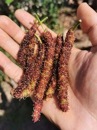 Close-up of hand holding berries