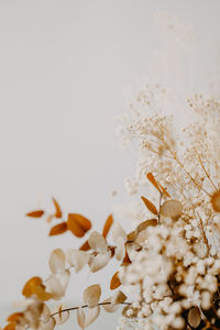 Close-up of white flowering plant