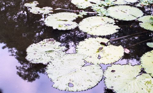 Close-up of white flowers