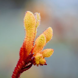 Close-up of yellow flowering plant