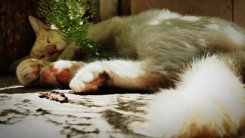 Cat sleeping on the surface
